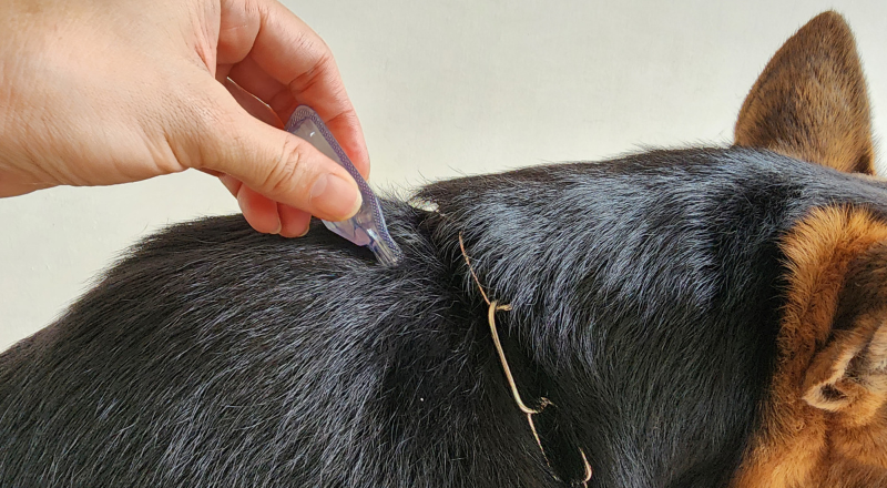 Loppebekæmpelse hele året rundt