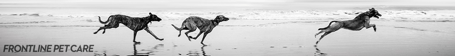 HR_Q_BE_A_DOG px 1140 x 140.jpg