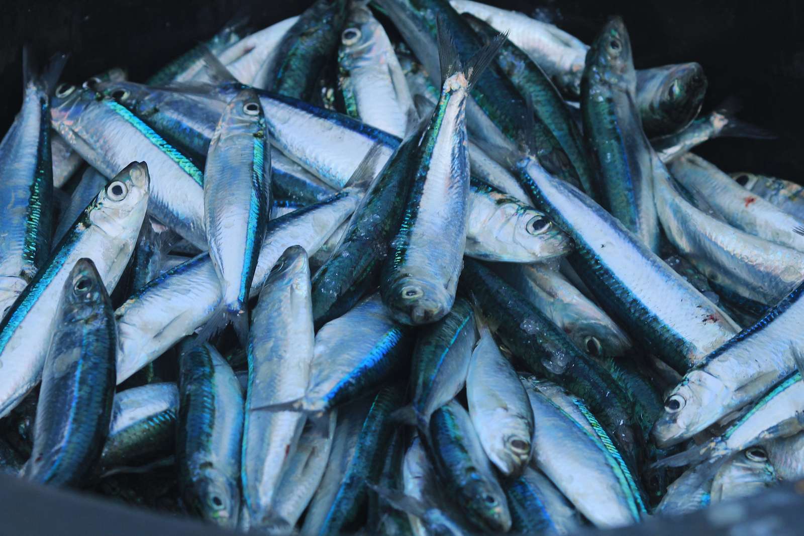 Tag fiskeolie hvis du ikke spiser fisk nok