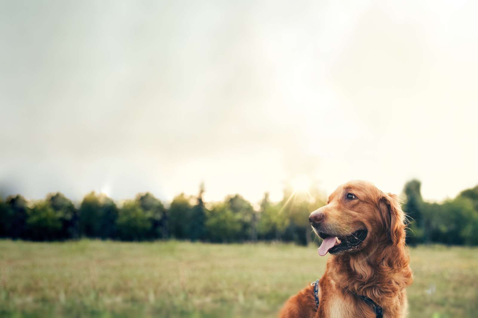 Sådan plejer du bedst dit kæledyr