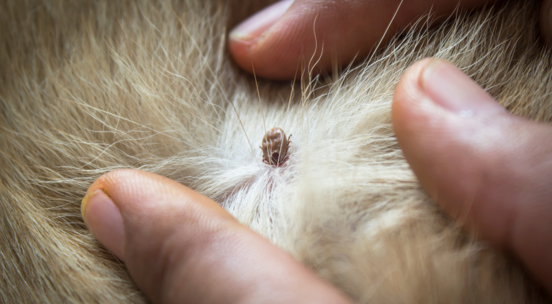 Hvad gør du, når flåter invaderer din hund eller kat?